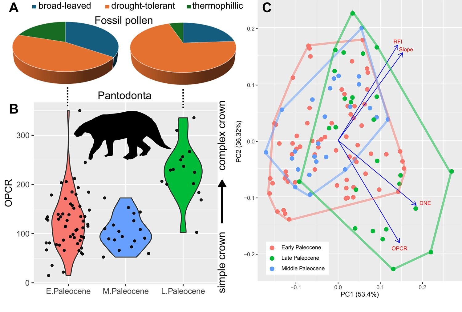 Asian mammal fossils point to size-first recovery after dinosaur extinction