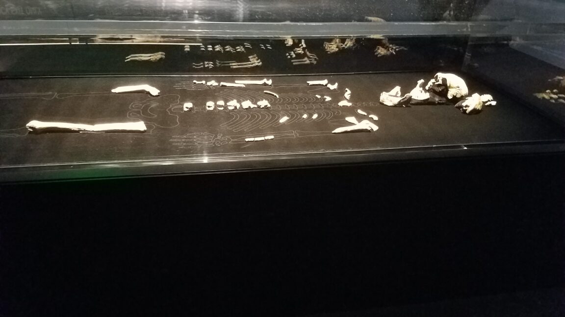 Tooth proteins suggest known Homo naledi remains are female