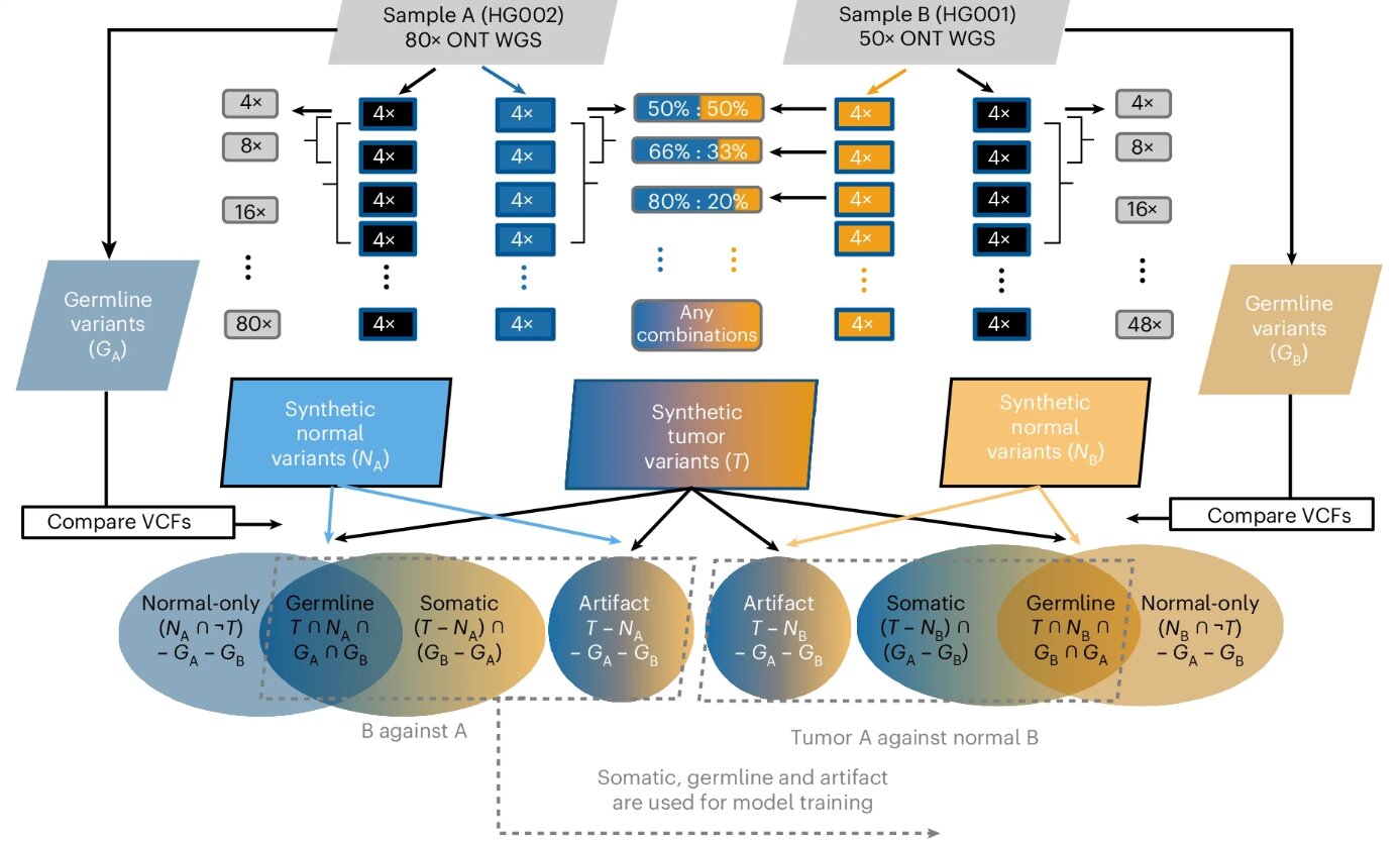ClairS improves cancer mutation detection with synthetic tumor data