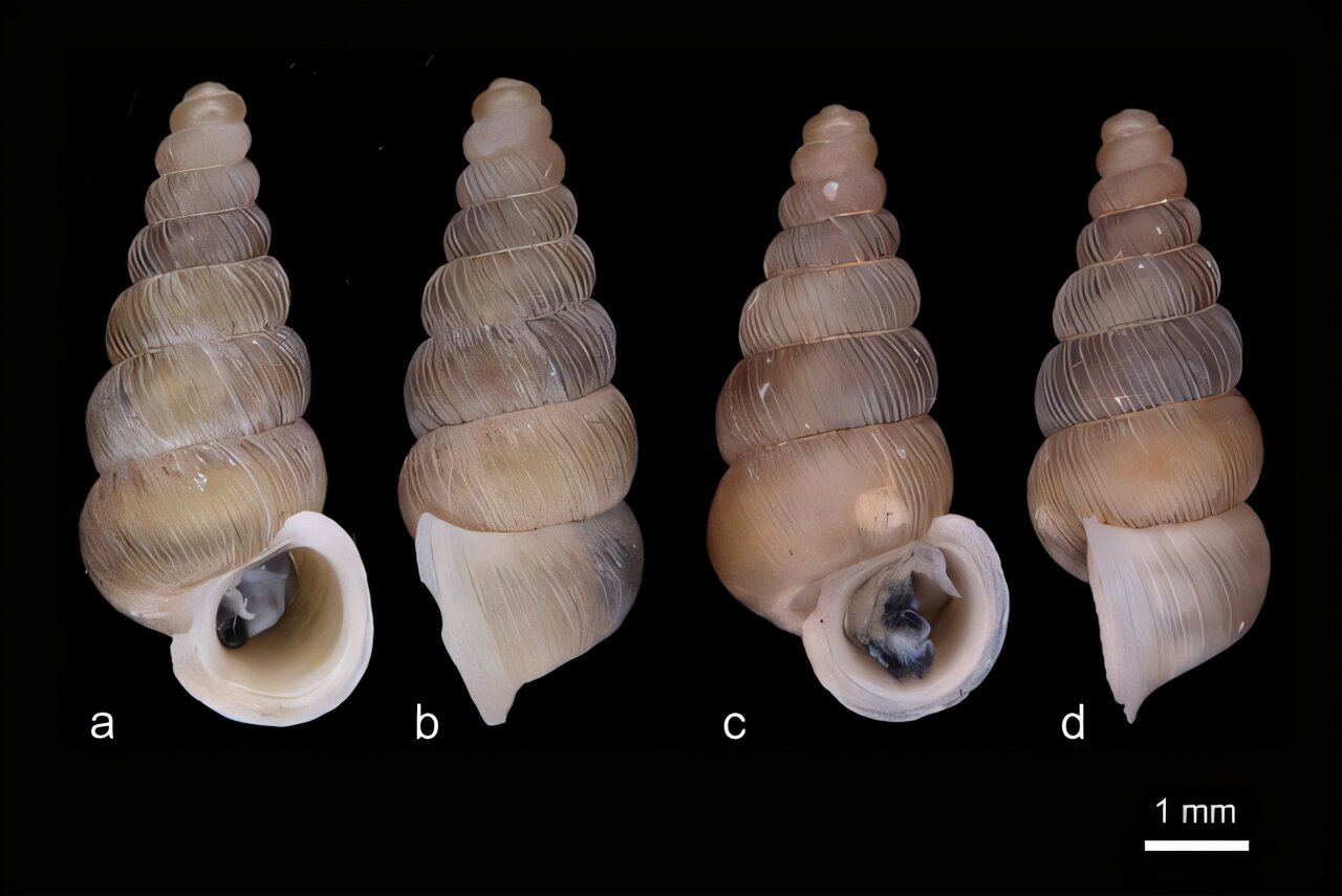 Montenegro snail species discoveries add weight to conservation push