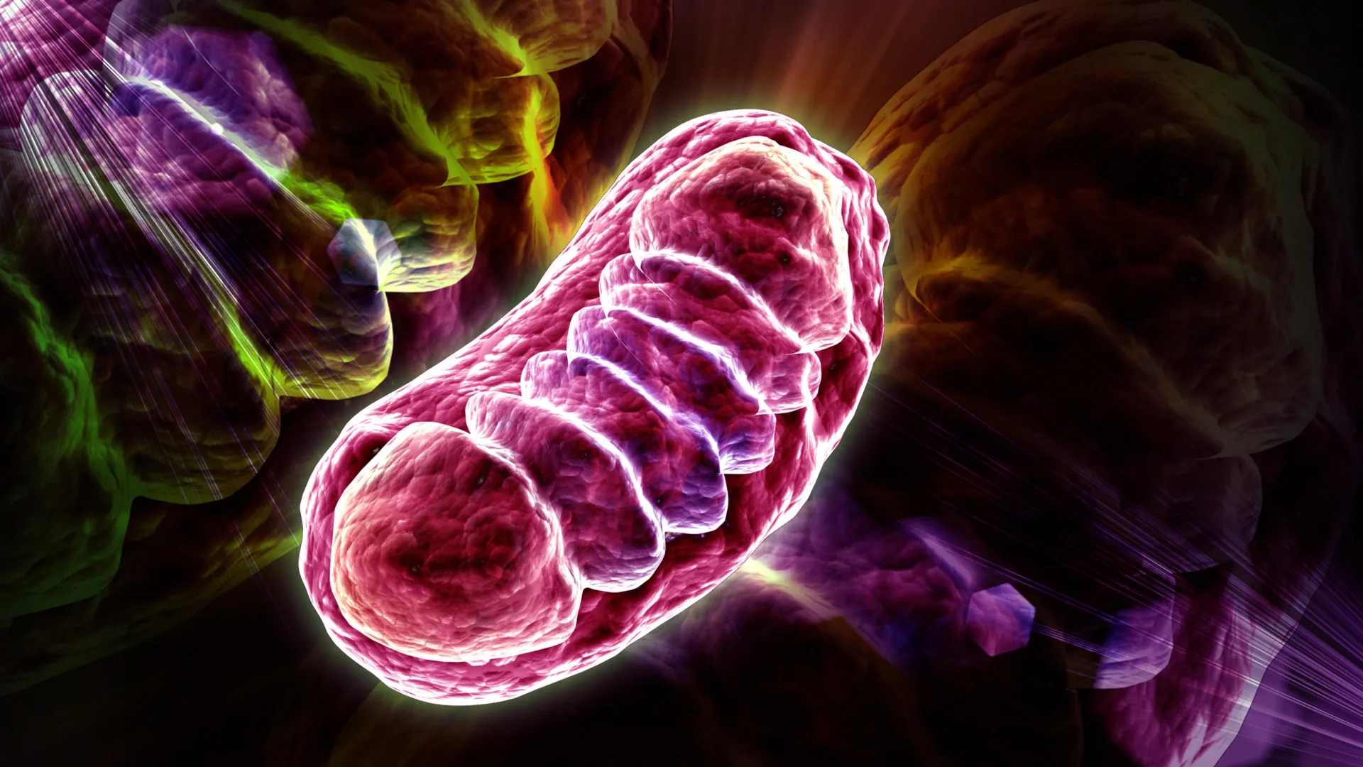 Study links aging cells to falling phosphatidylcholine levels