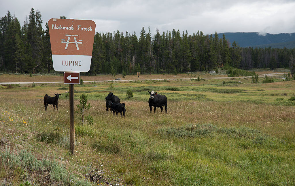 Federal grazing rule rewrite would narrow public role on Western lands