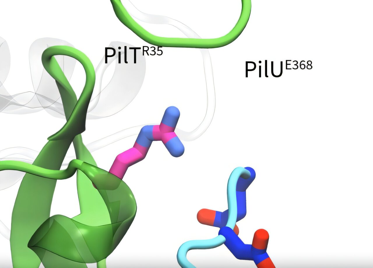 Study identifies linked bacterial motors that pull in resistance DNA