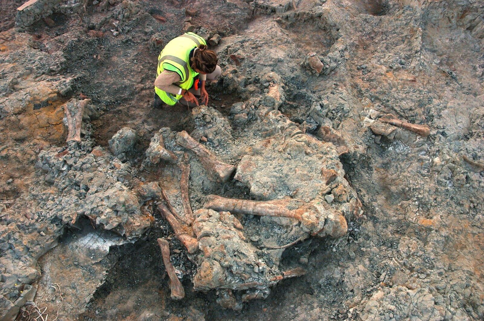 Insect borings change reading of Spain’s Lo Hueco dinosaur site