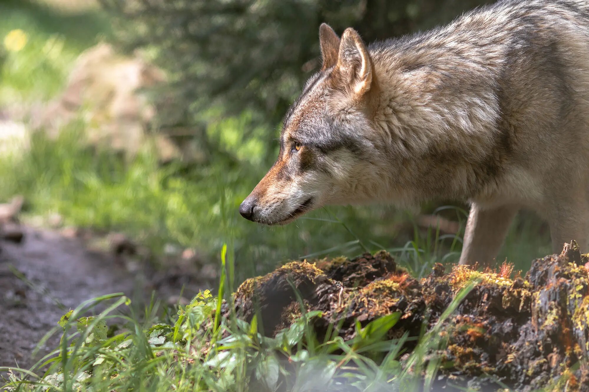 Breeding wolves show stronger response to unfamiliar urine marks