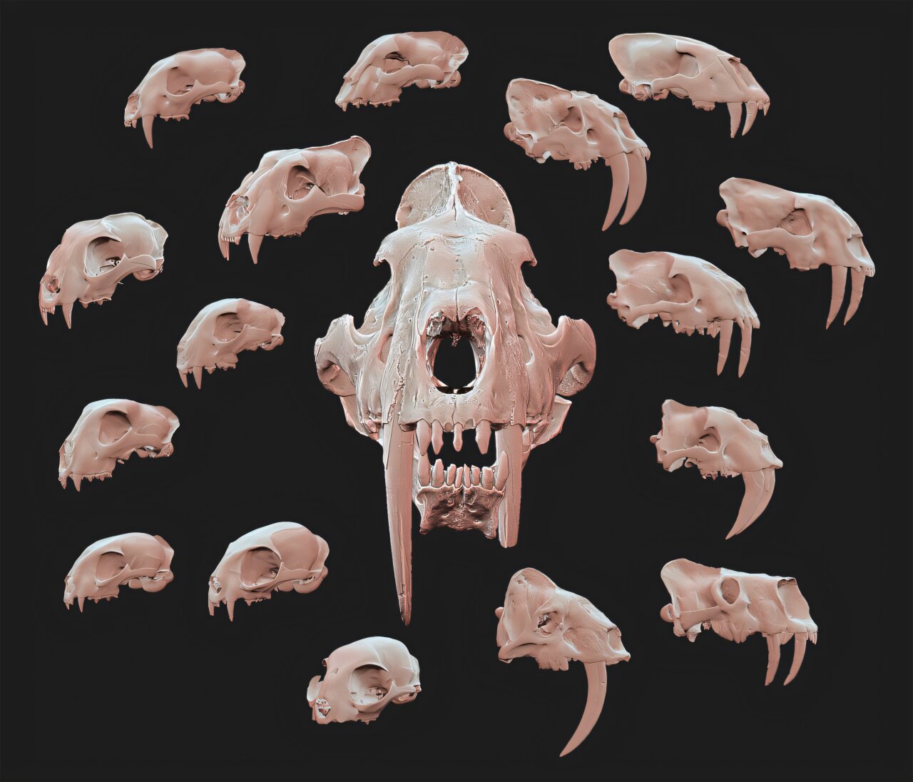Museum skull identifies early saber-toothed cat from North America