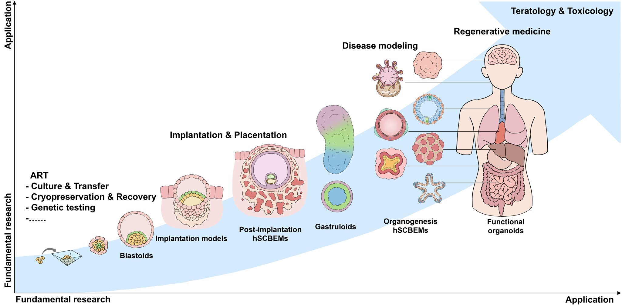 White paper backs embryo models for infertility research