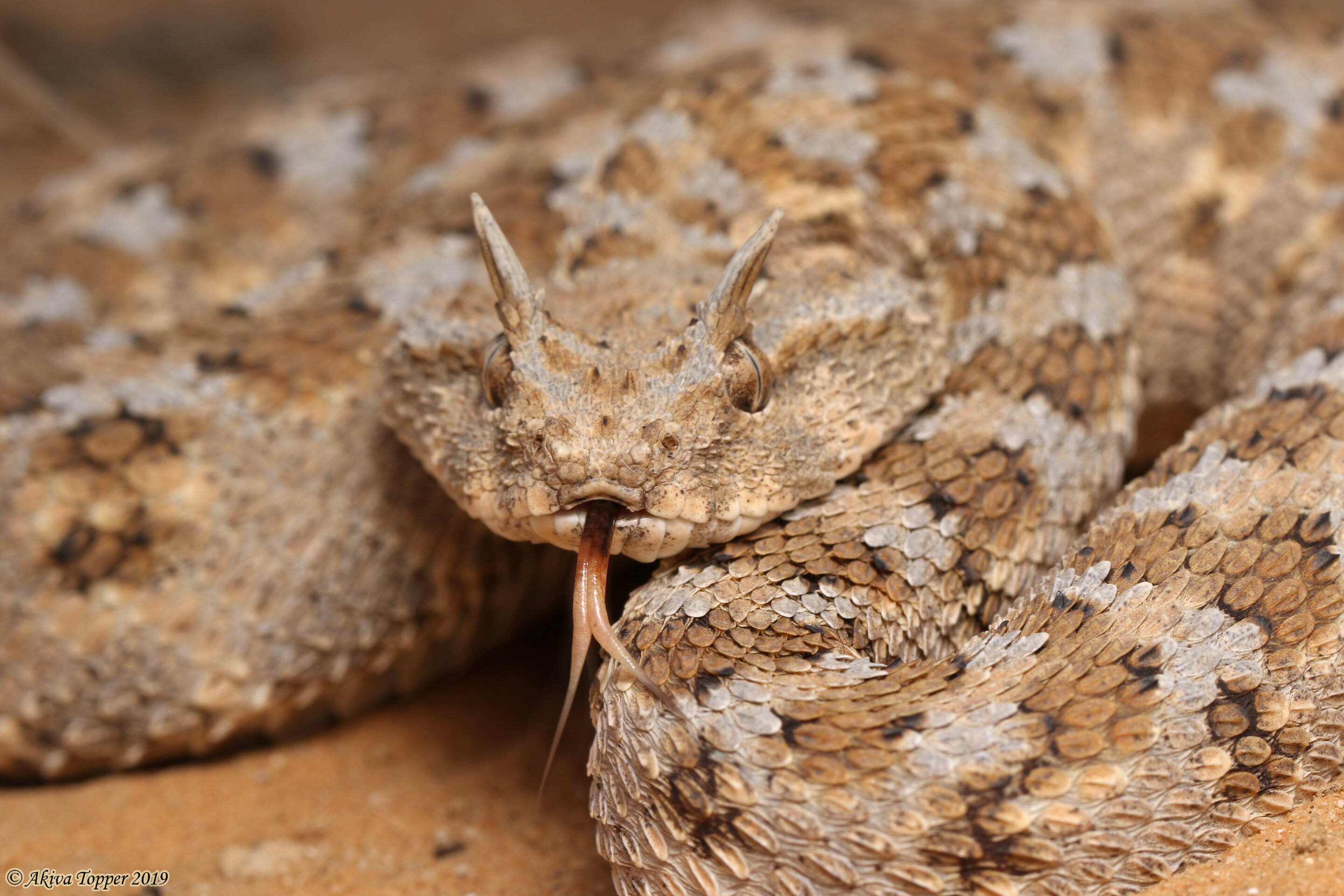 Migrating predators may connect evolution across distant species
