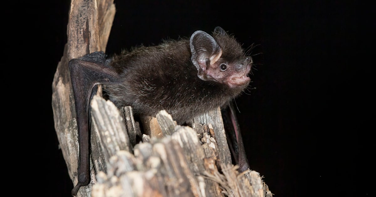 Wisconsin girl recovering after rabid bat bite outside home