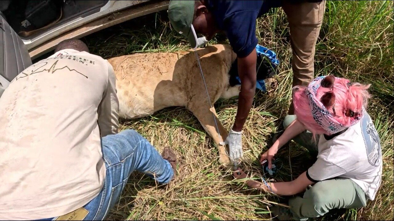 Serengeti lioness tests GPS collar that logs locations every five minutes