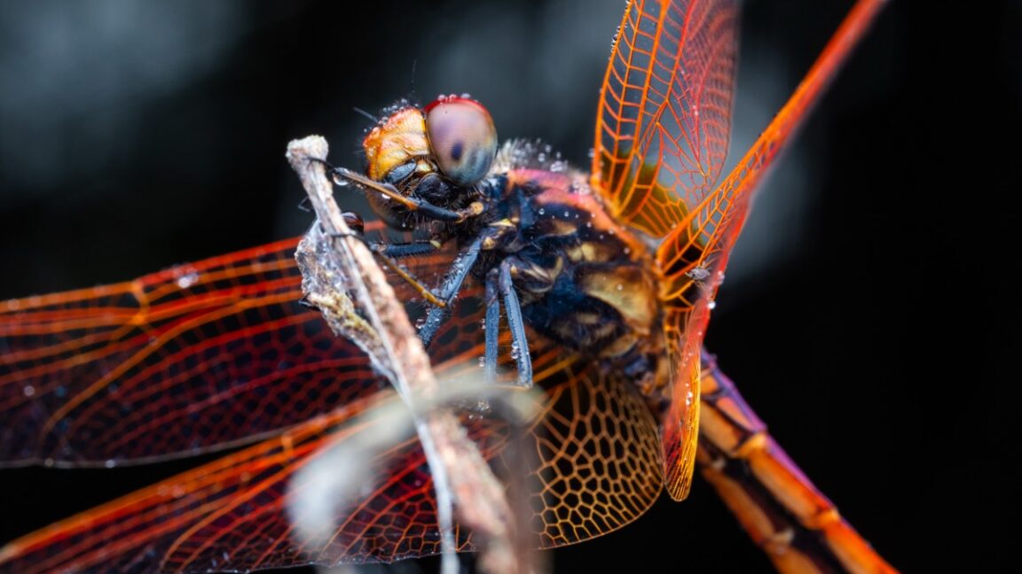 Male dragonflies use aerial tactics similar to fighter pilots