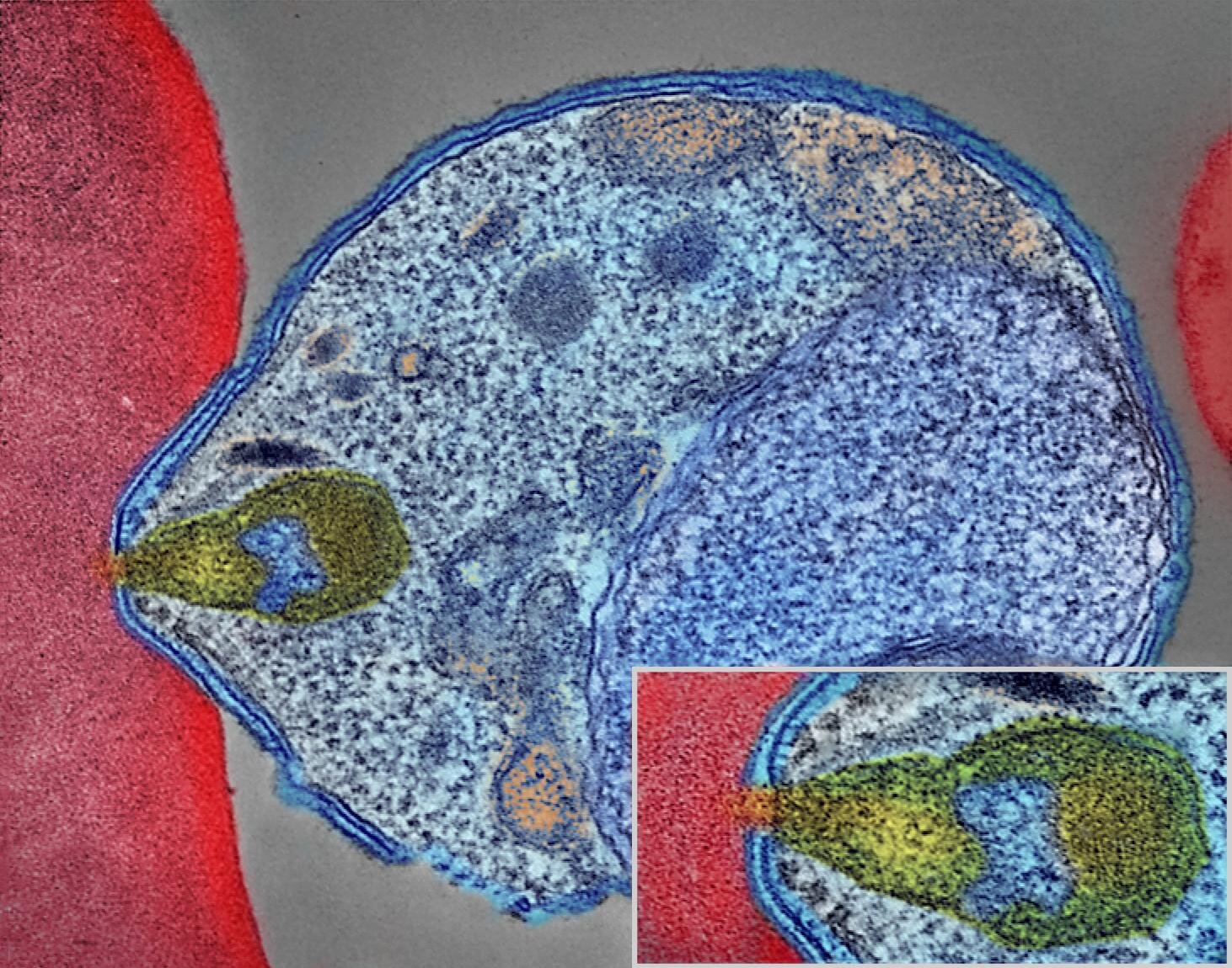 Malaria cell-entry structure reveals possible route to new drugs