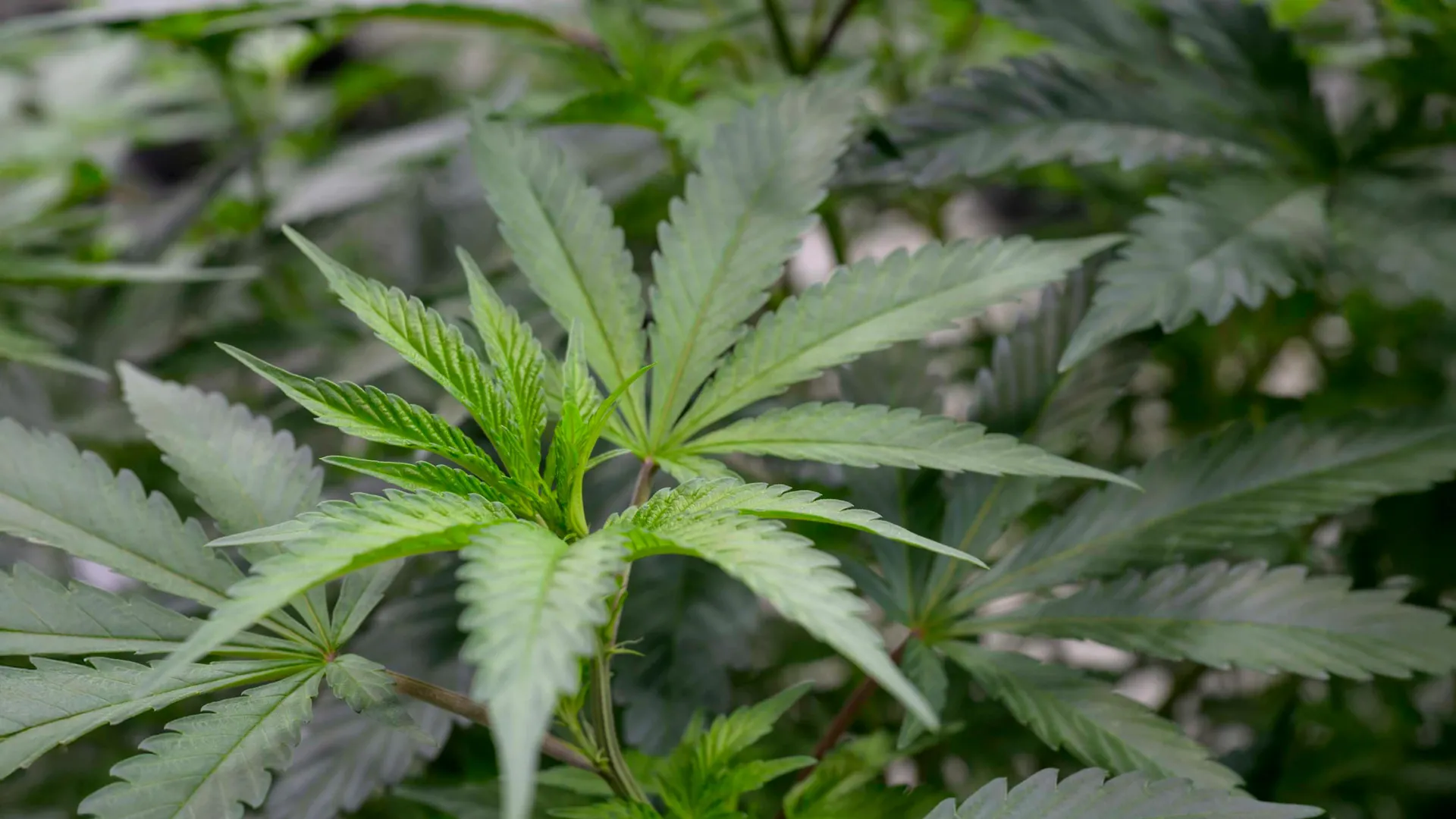 Cannabis scent compounds ease pain in mouse study