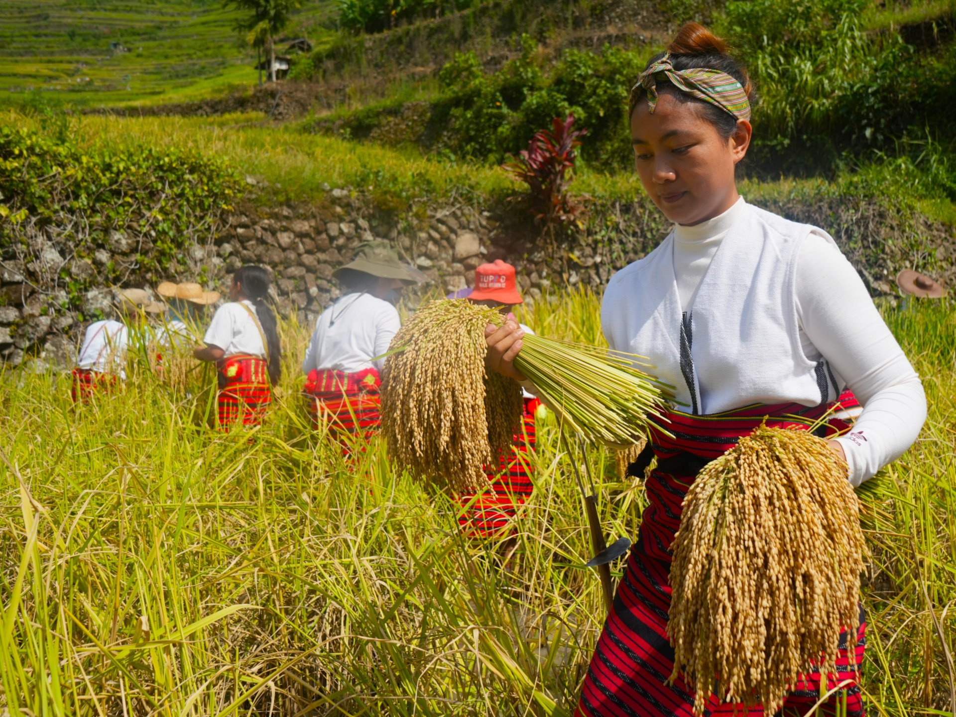 Ifugao rice terraces face climate change threat after deadly landslide