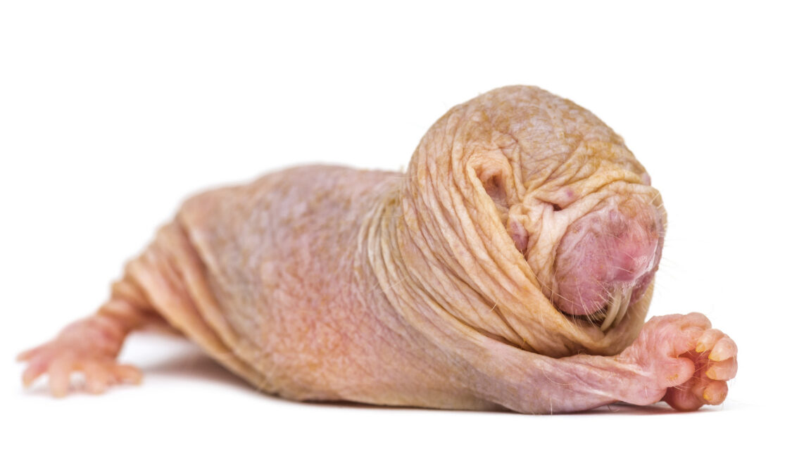 Queen mole rats use scent to keep other females infertile