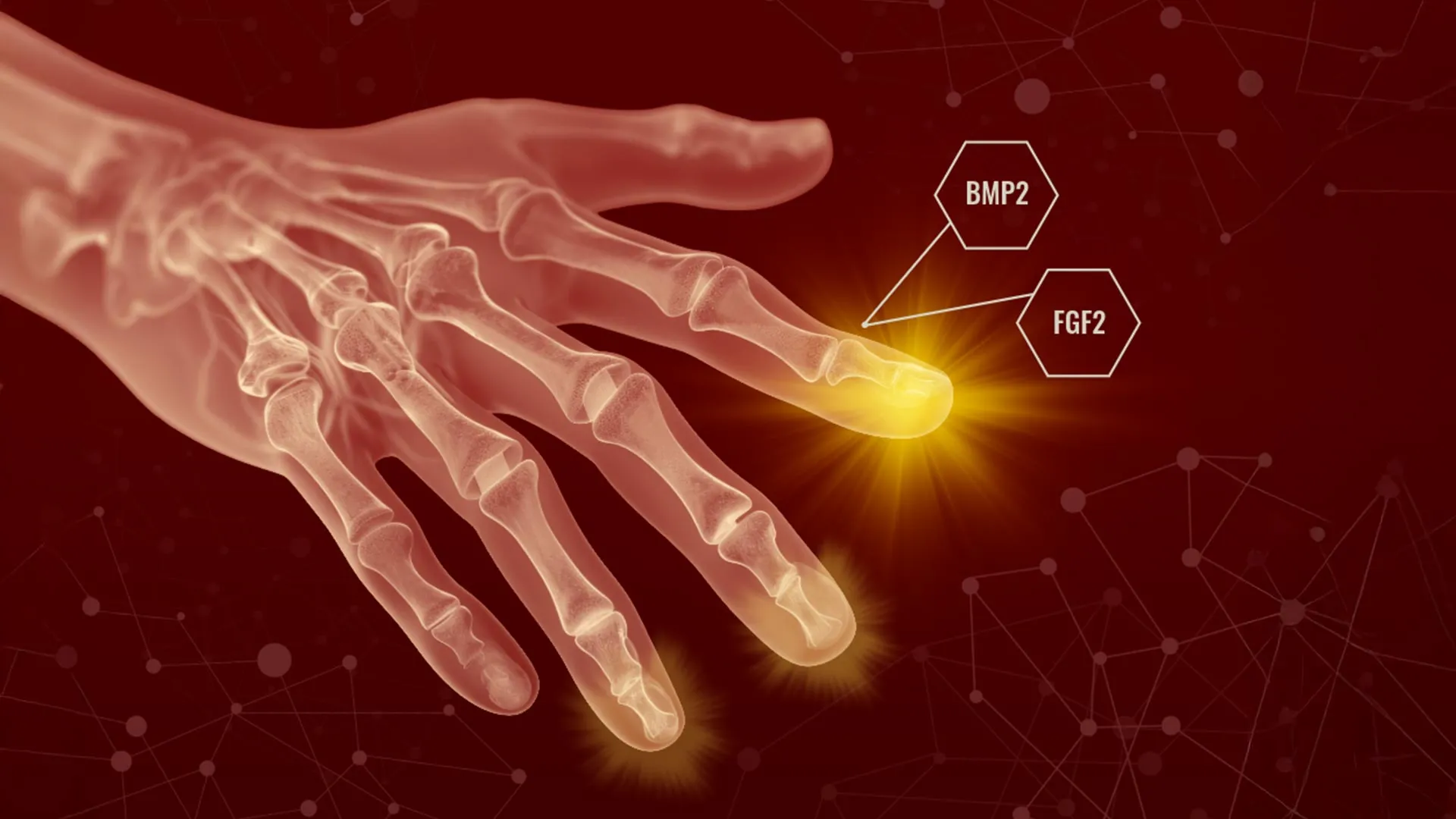 Two-step treatment stimulates digit regrowth in mice
