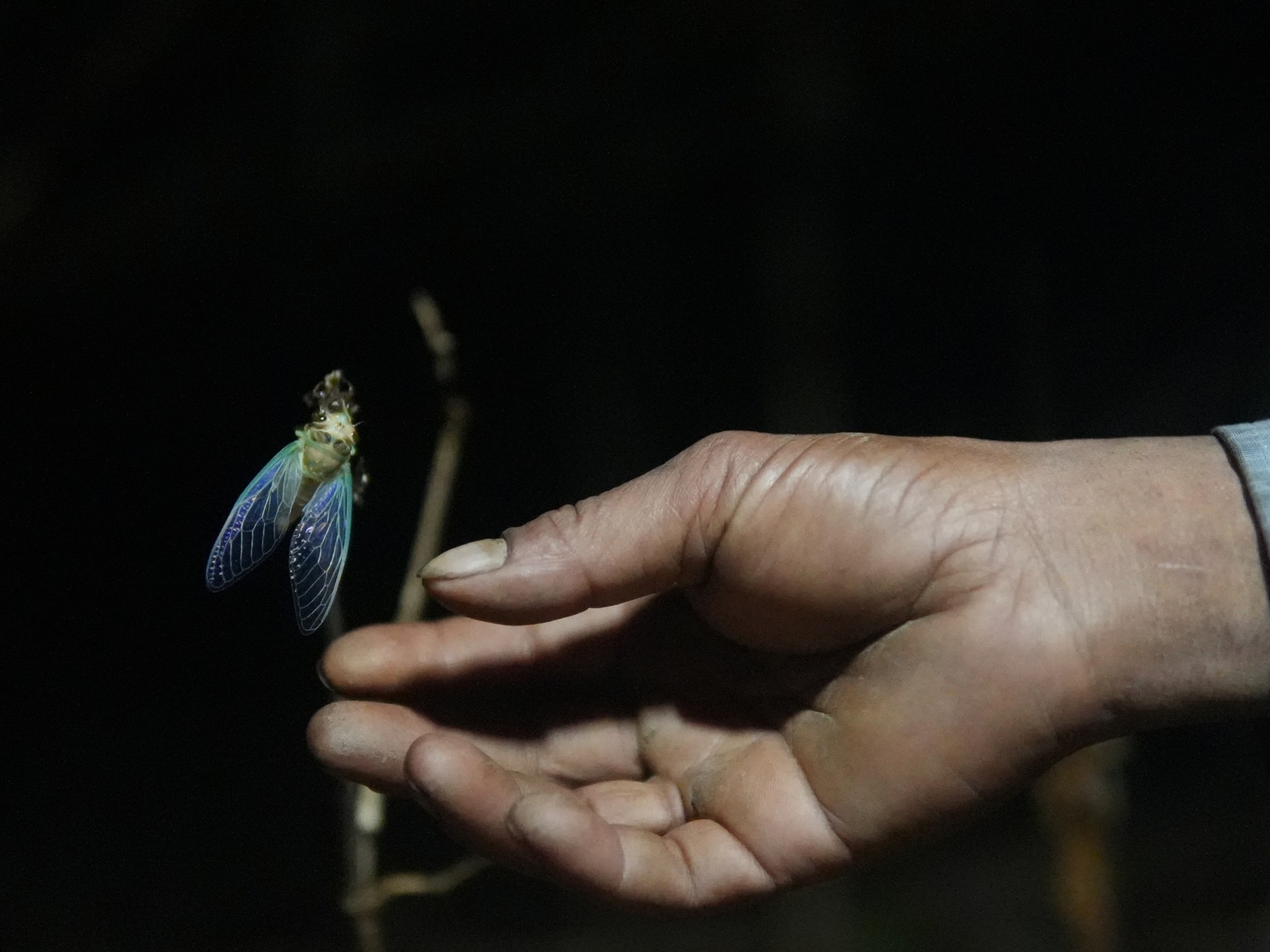 Rare Meghalaya cicada ties village life to a four-year cycle