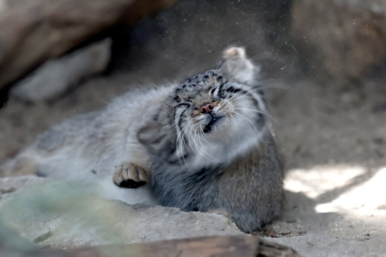 Pallas kittens go on display at Japan zoo