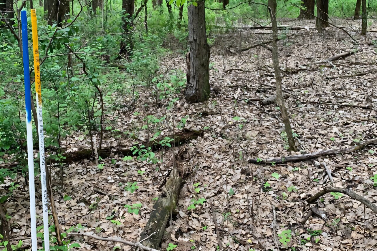 Early native seeding helps forests resist buckthorn regrowth