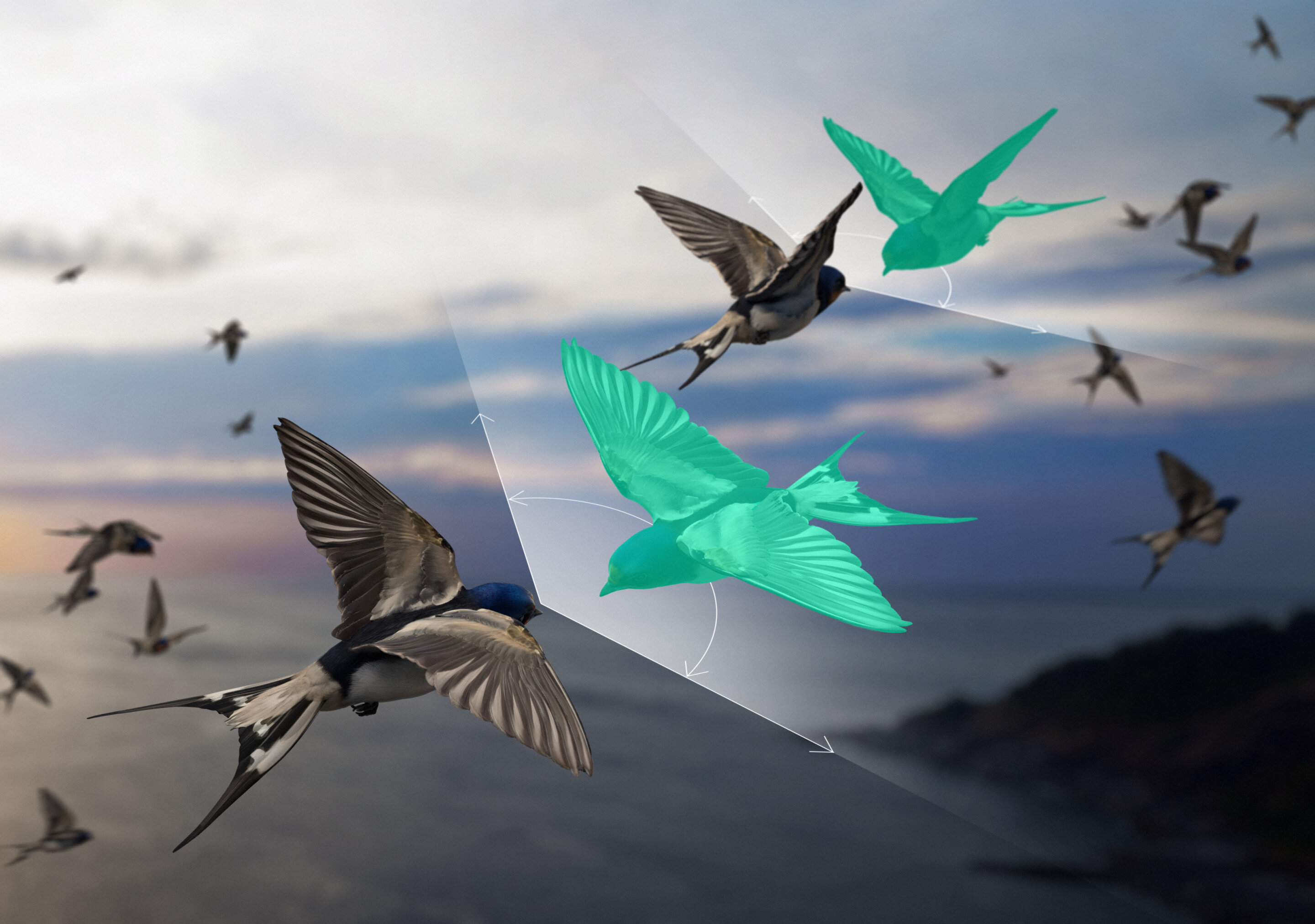 New model could improve simulations of flocks, crowds and cells
