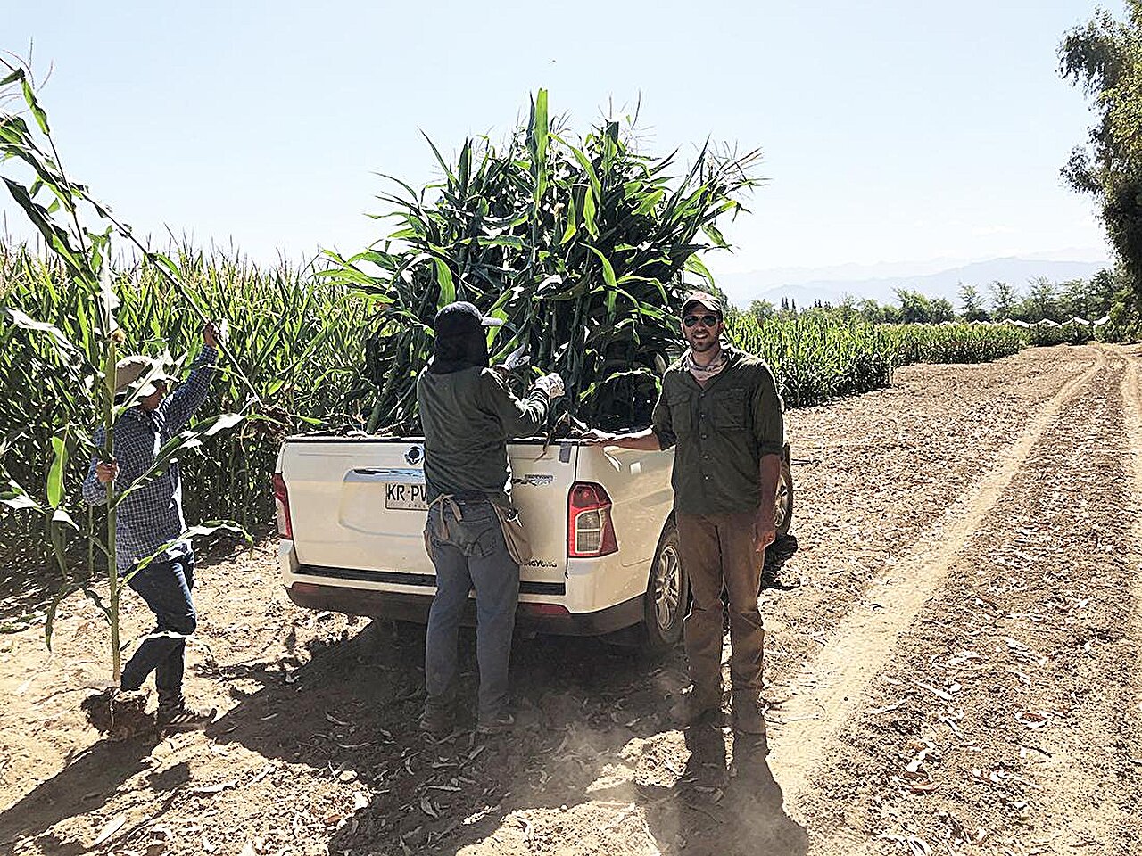 Corn root trait points to a possible path for drought-tolerant crops