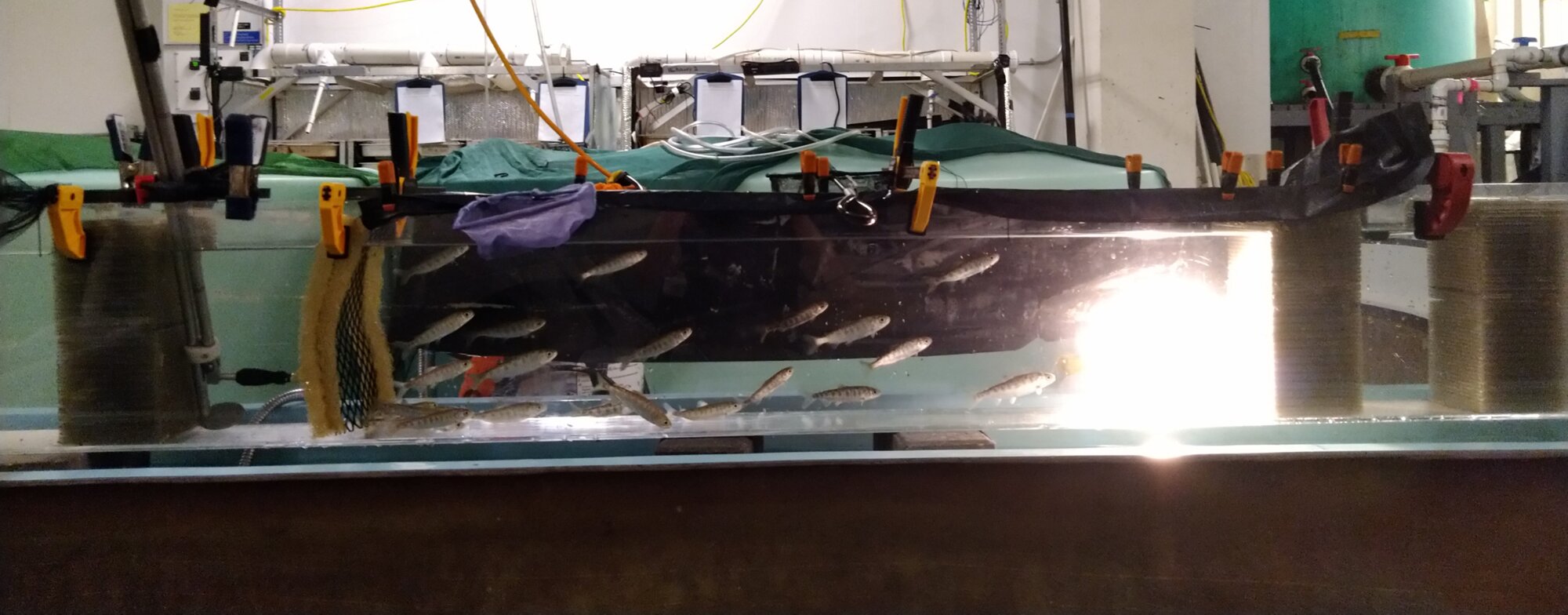 Warming B.C. rivers may strain young salmon more than tests show