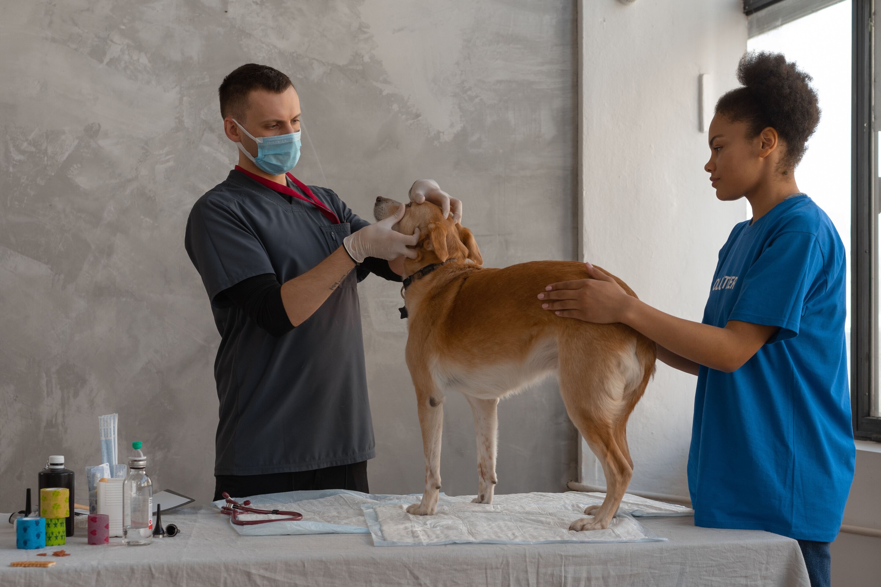 Veterinary journal publishes first plain-language research summary