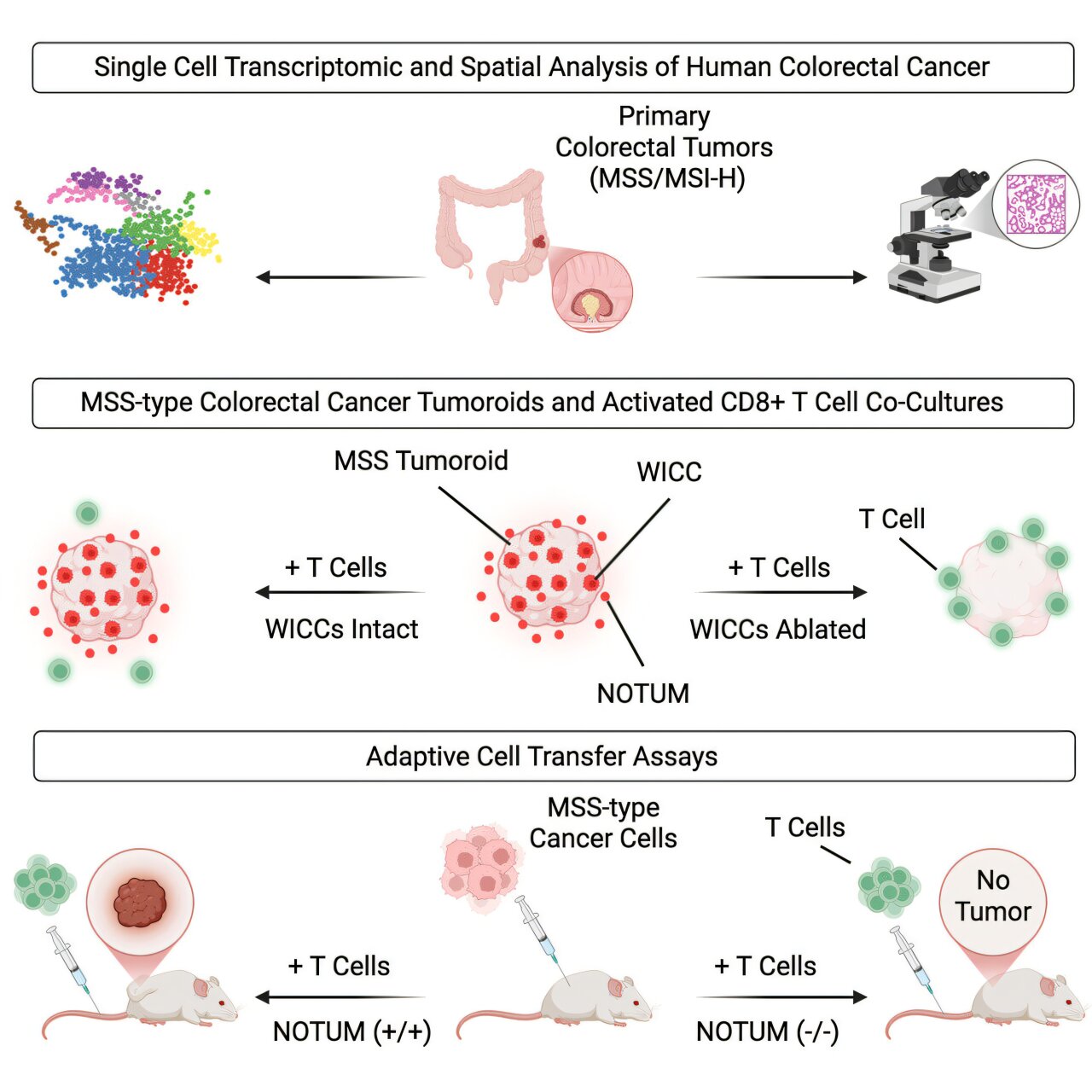 Gene deletion makes resistant colon tumors respond in mouse study