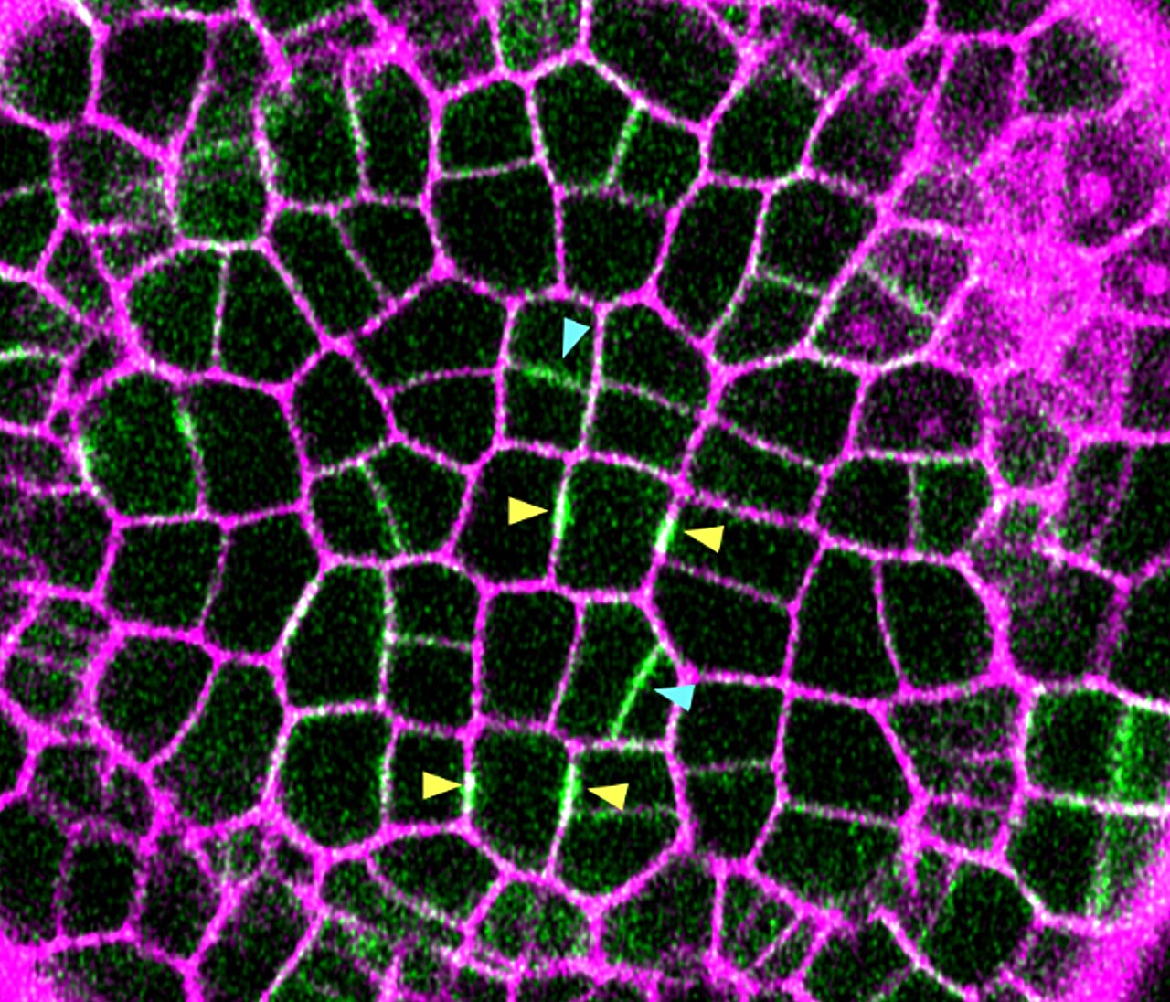 Stem study points to inner tissues as drivers of plant shape