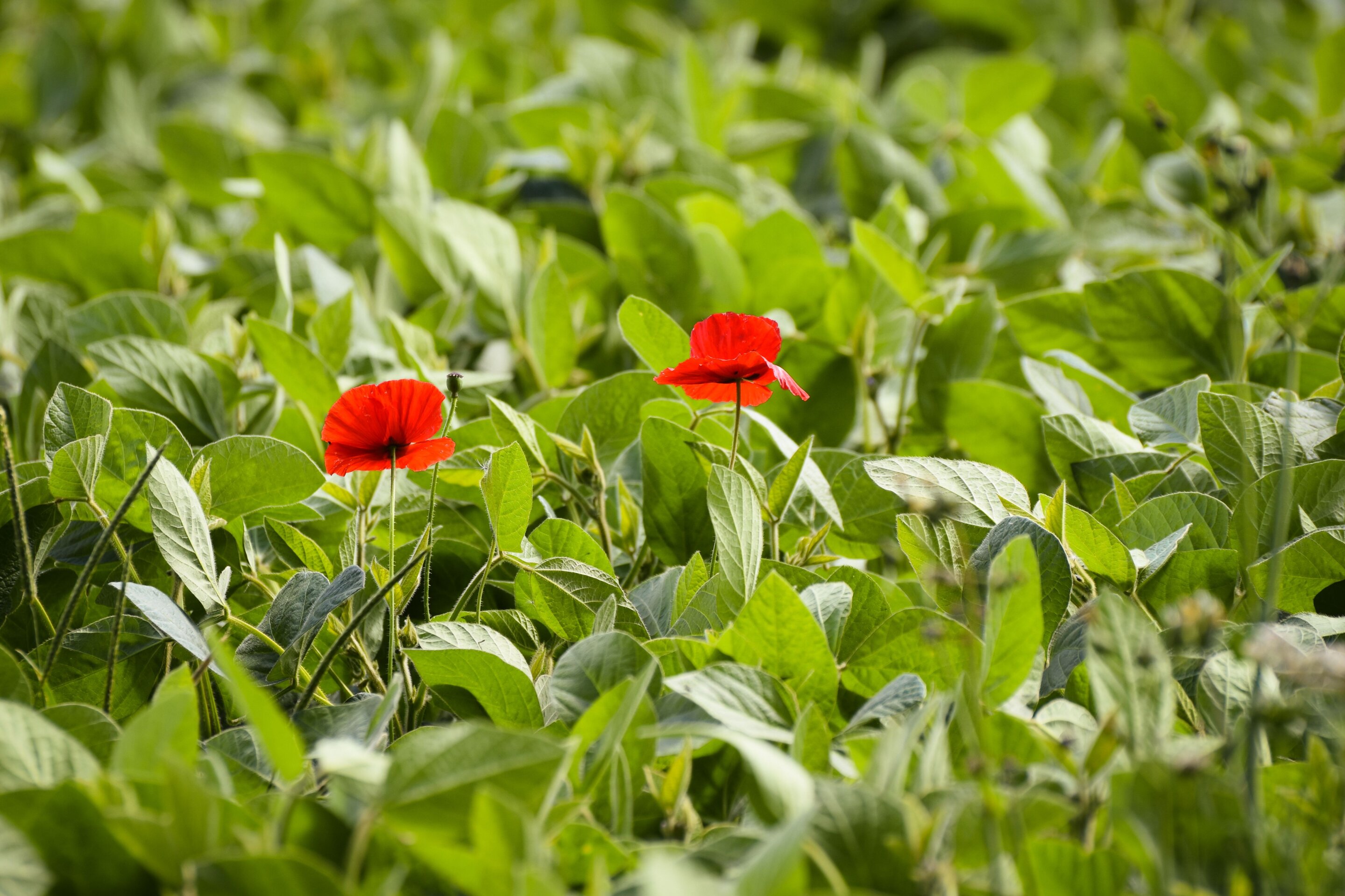 Plant invaders may gain an edge from evolutionary history