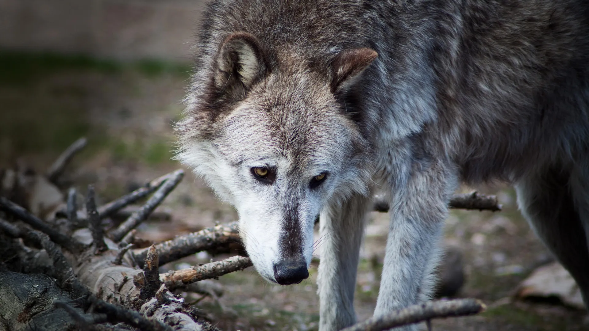 New analysis challenges Yellowstone wolf cascade claims