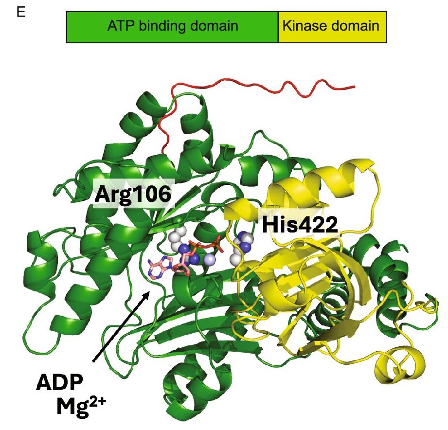 Researchers identify metabolic switch in tuberculosis bacterium