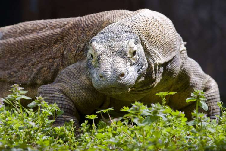 Study casts Flores Hobbits as scavengers, not elephant hunters