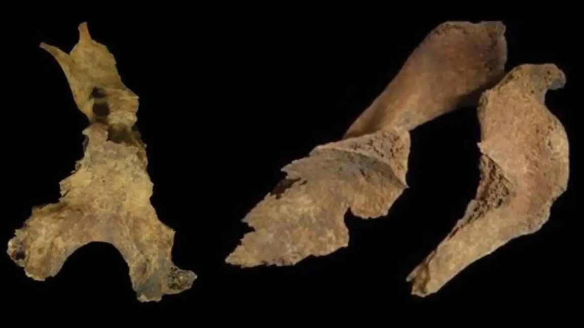 Study finds possible brain removal in Iron Age Scottish burial