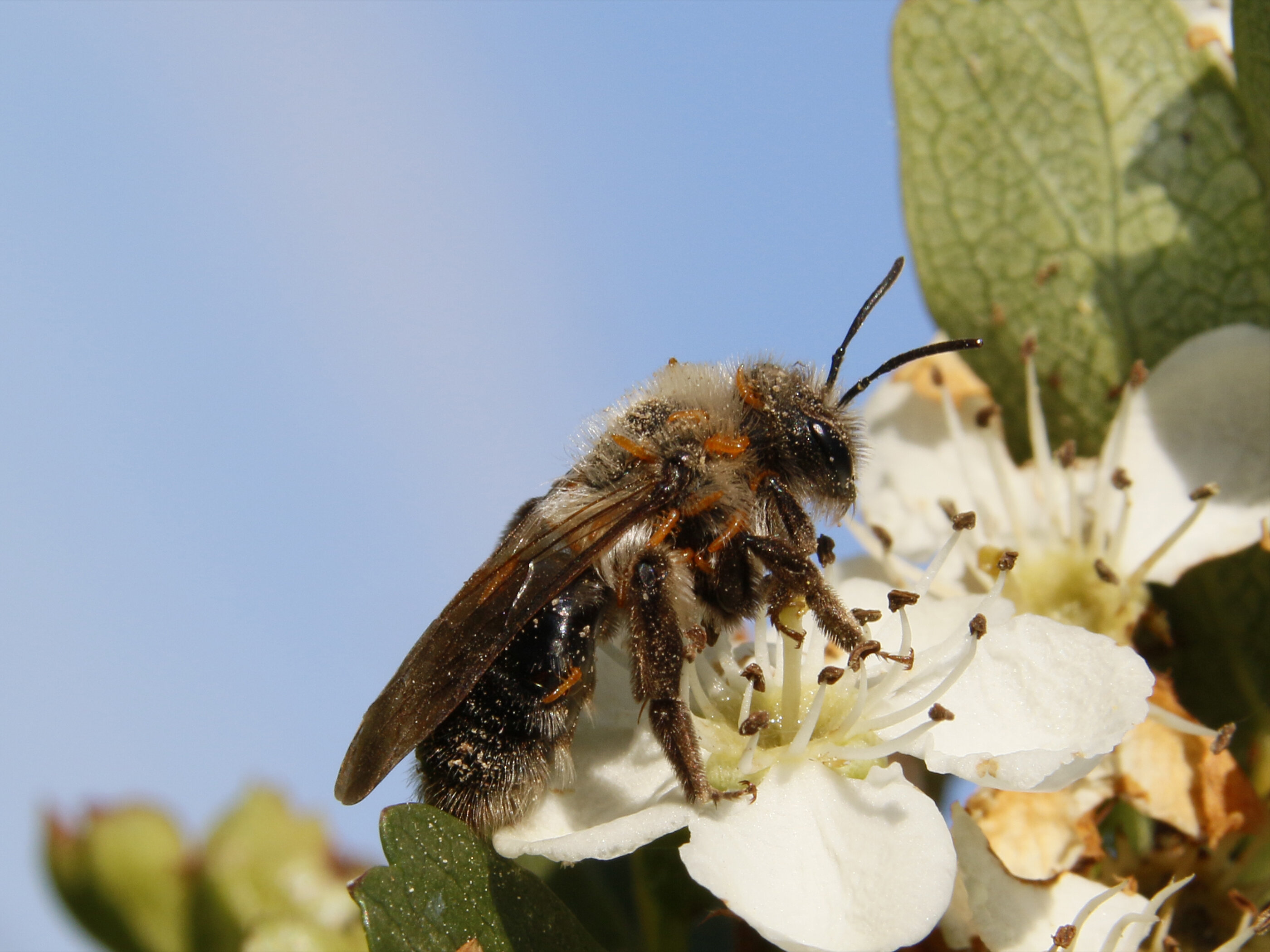 Oil beetle larvae bees study finds flower scent trick