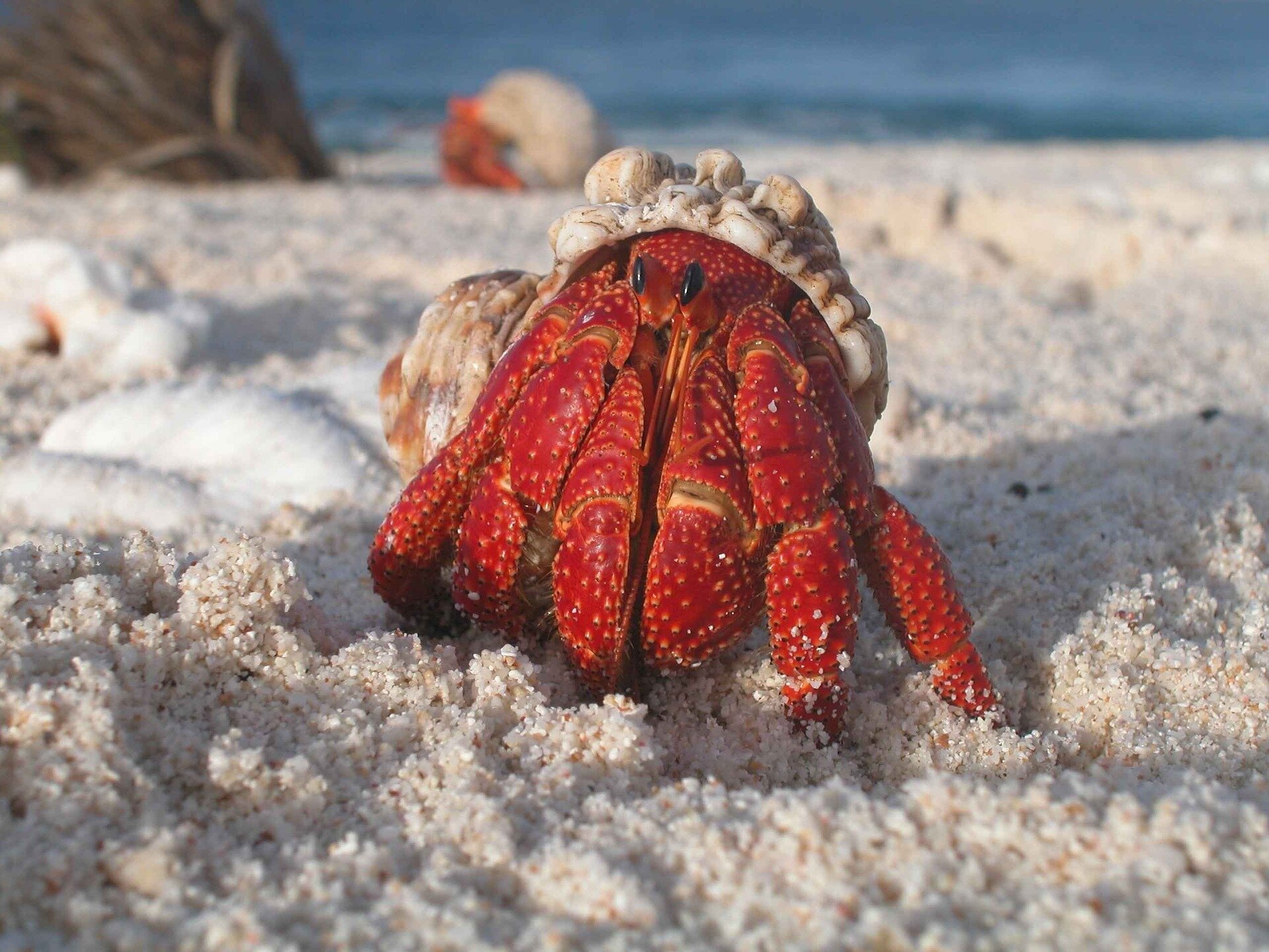 Hermit crabs in cramped shells may slow growth by wasting nutrients