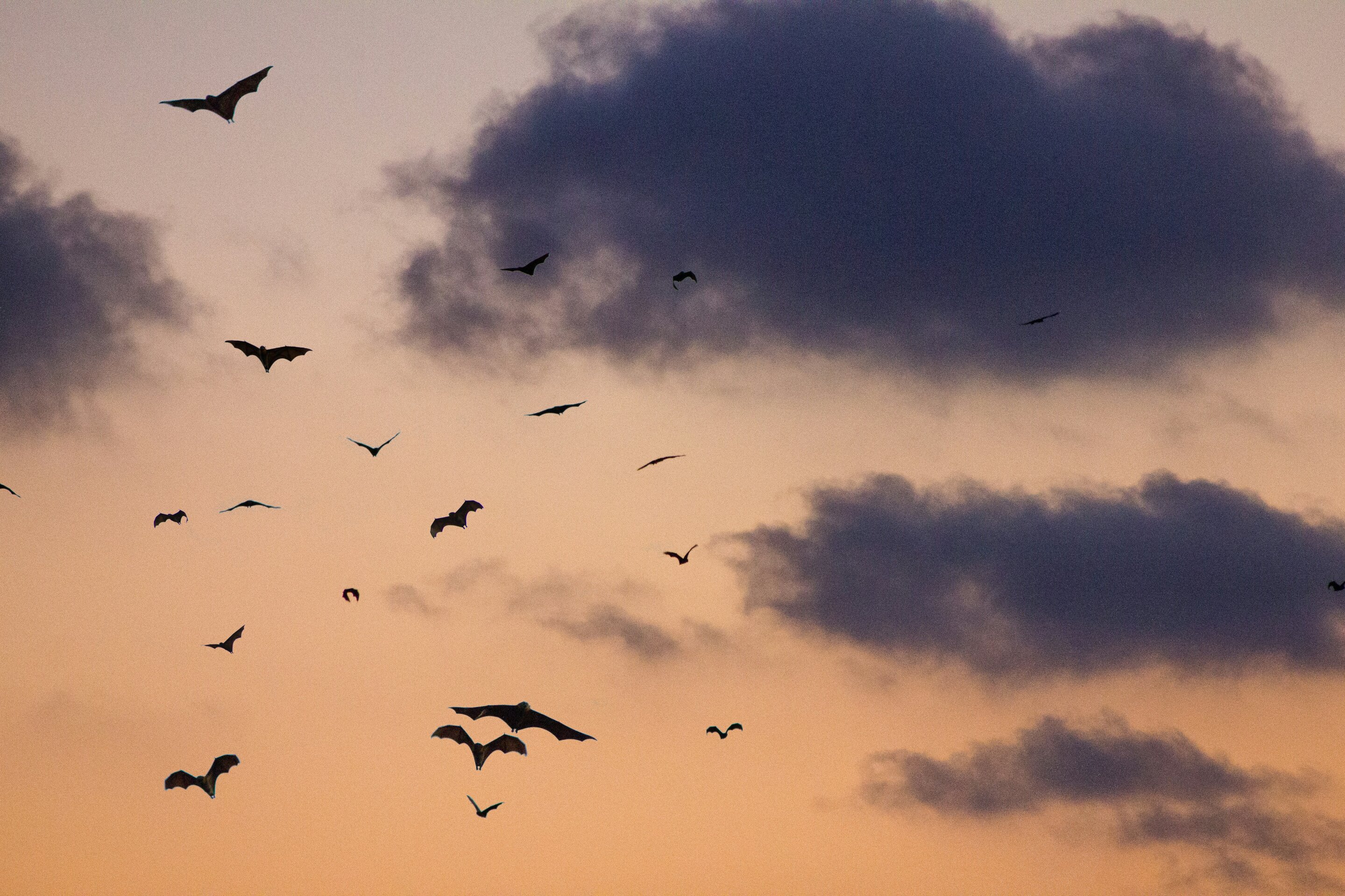 Horseshoe bat echolocation study finds colonies tune calls together