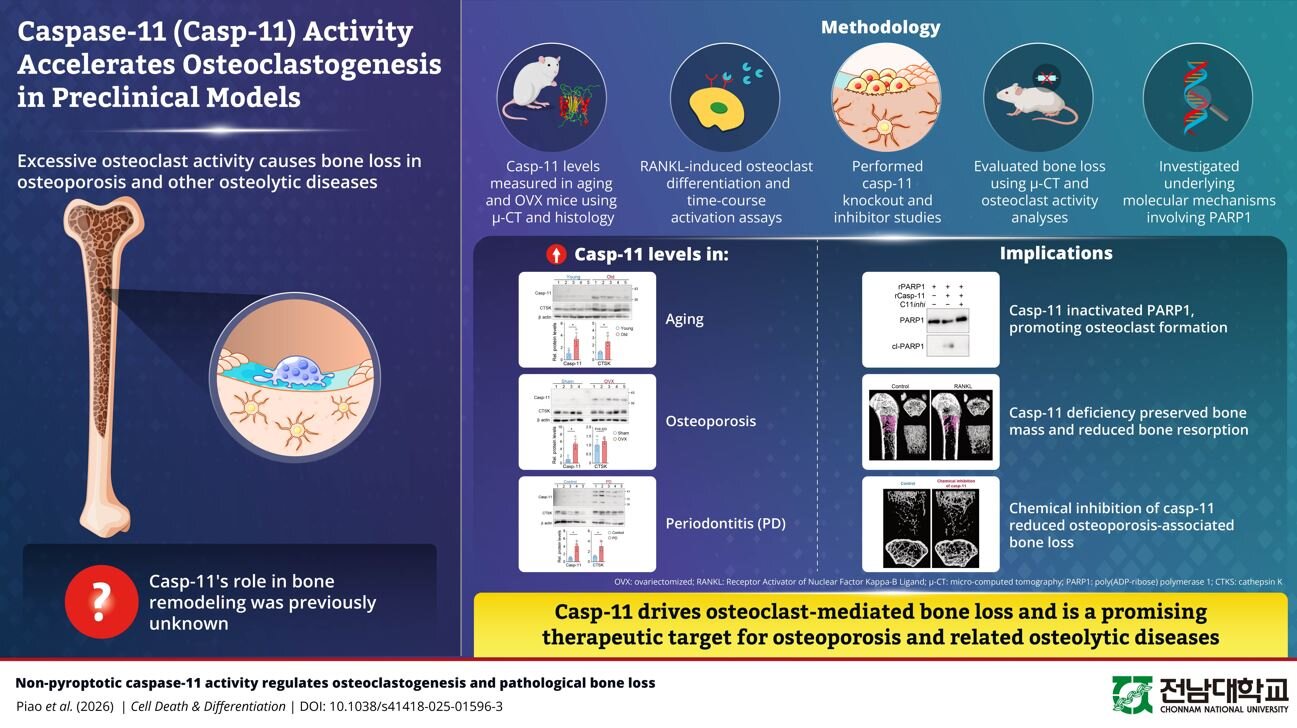 Caspase-11 osteoporosis study points to bone-loss target