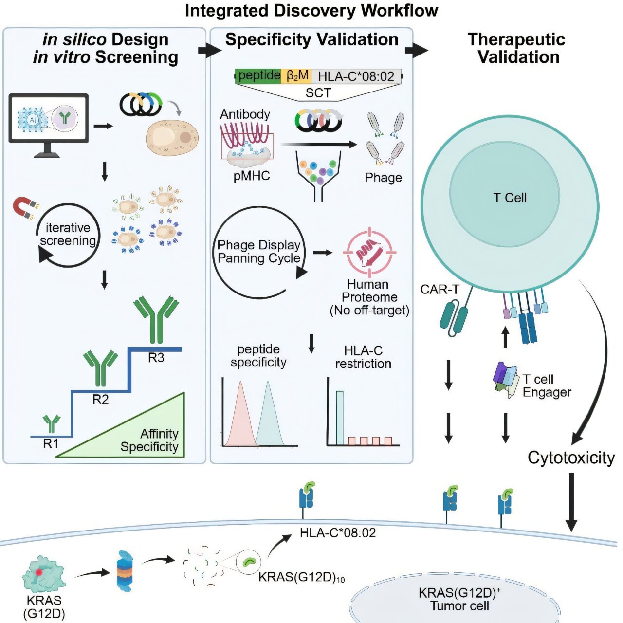 KRAS G12D antibody design targets hidden cancer mutation in KAIST study