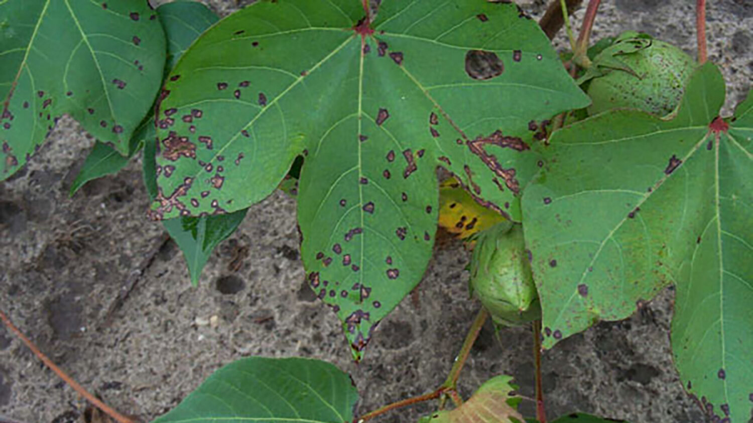 Researchers map cotton gene region tied to bacterial blight resistance
