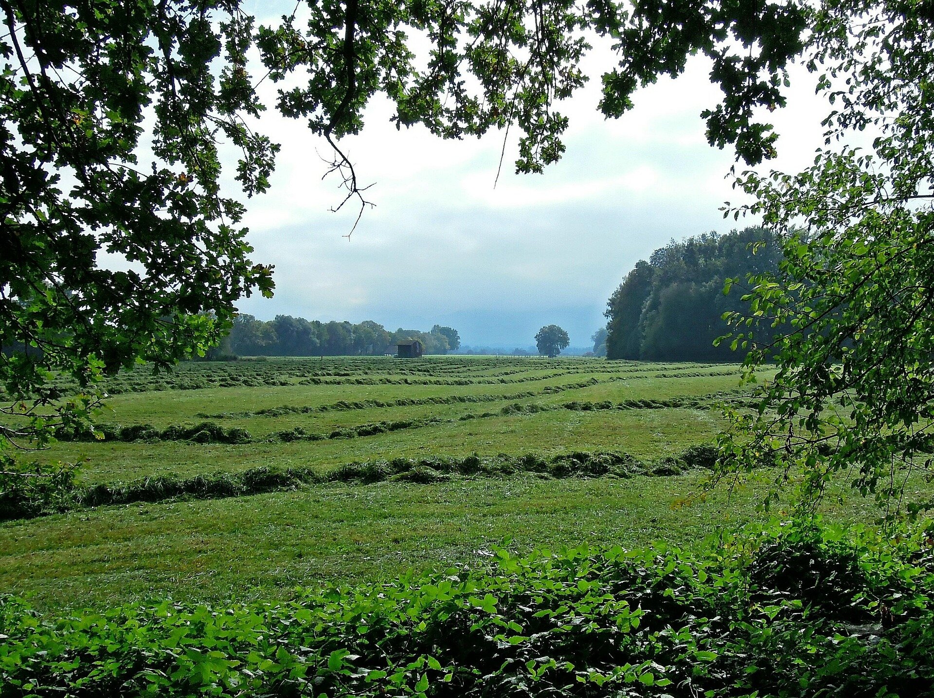 Calculator estimates toll of mowing on meadow insects