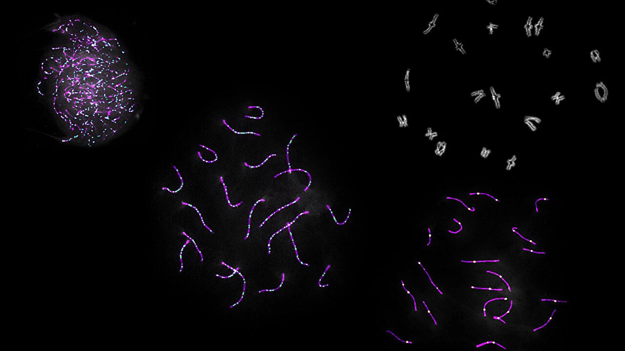Mouse study challenges chromosome-length rule for genetic crossovers