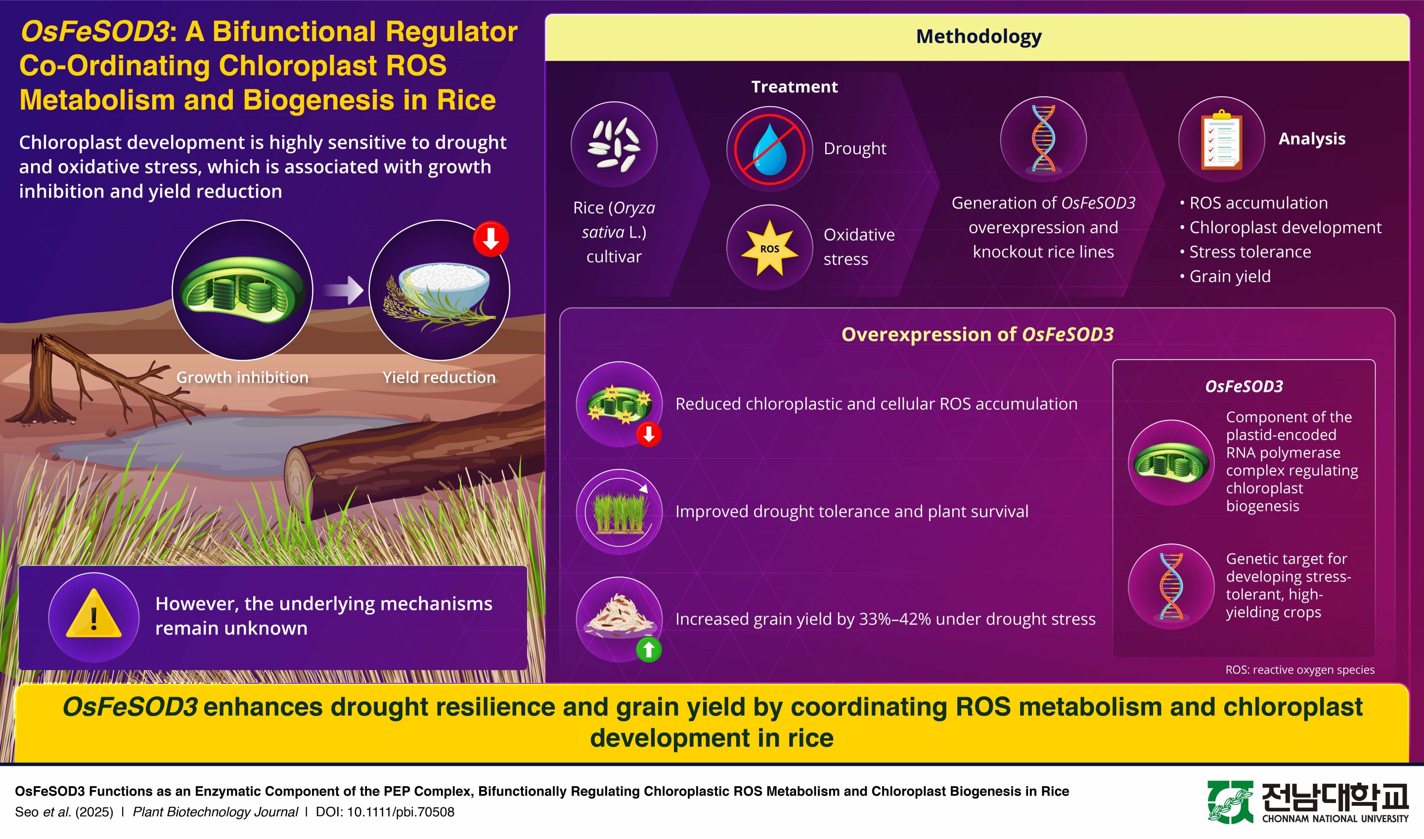 Rice gene tied to drought tolerance and higher yields in field trials