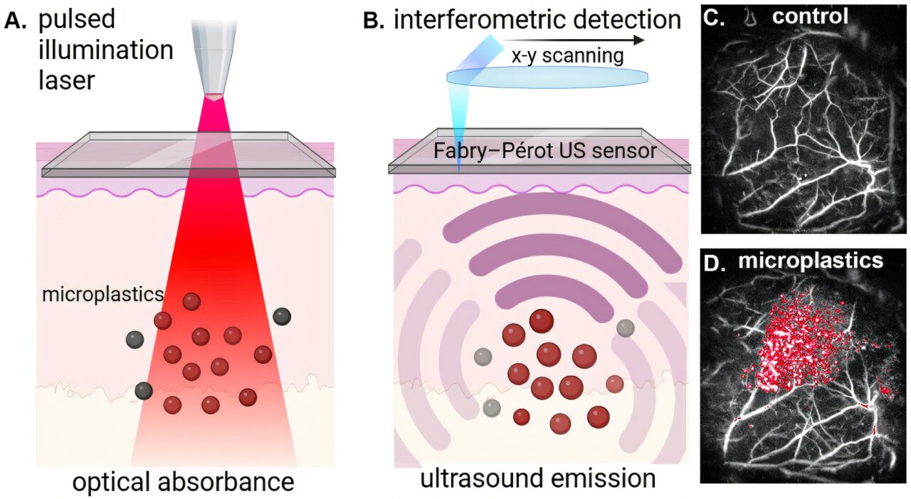New imaging method tracks microplastics in living tissue for months
