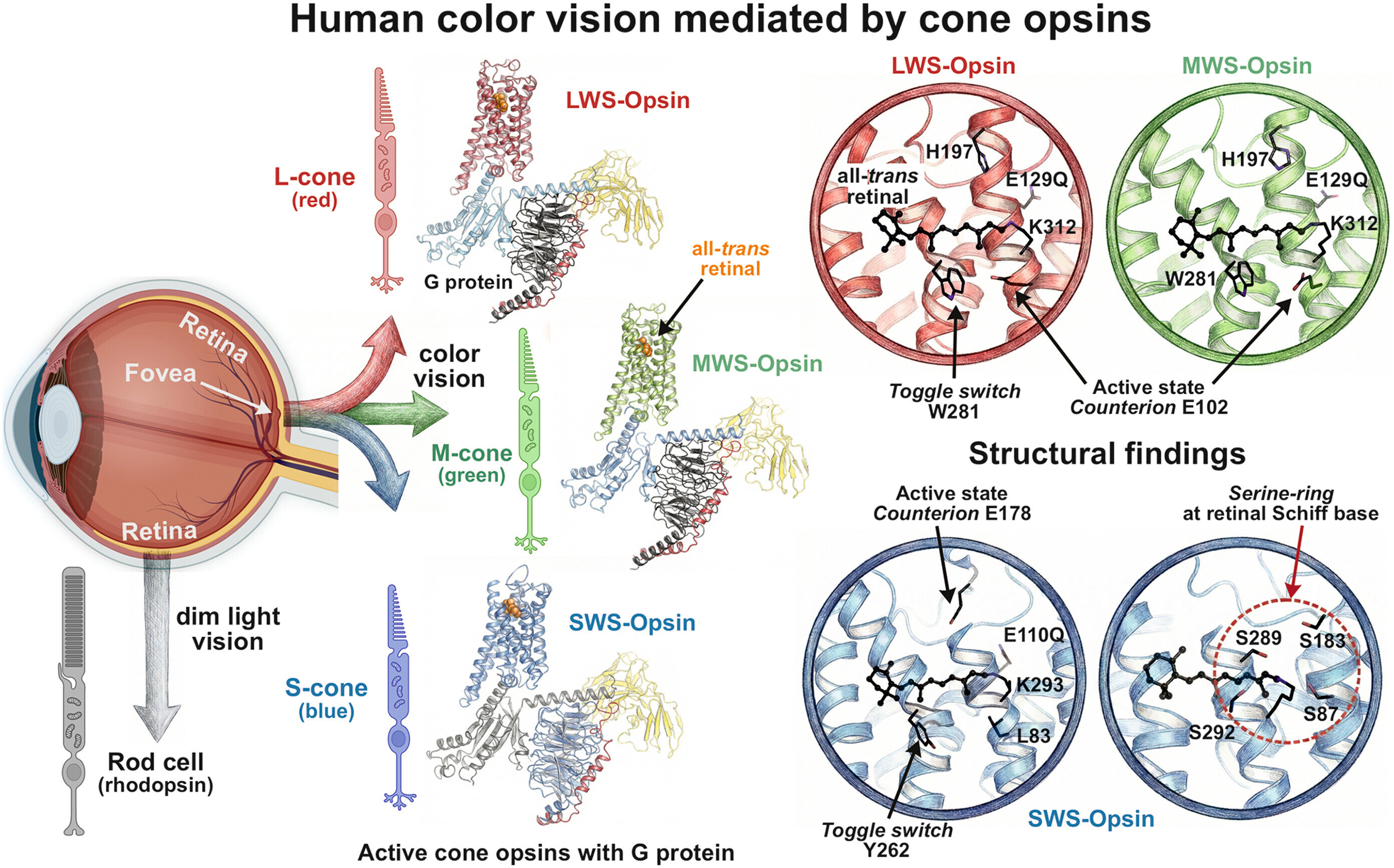 Scientists map eye molecules that help humans see color