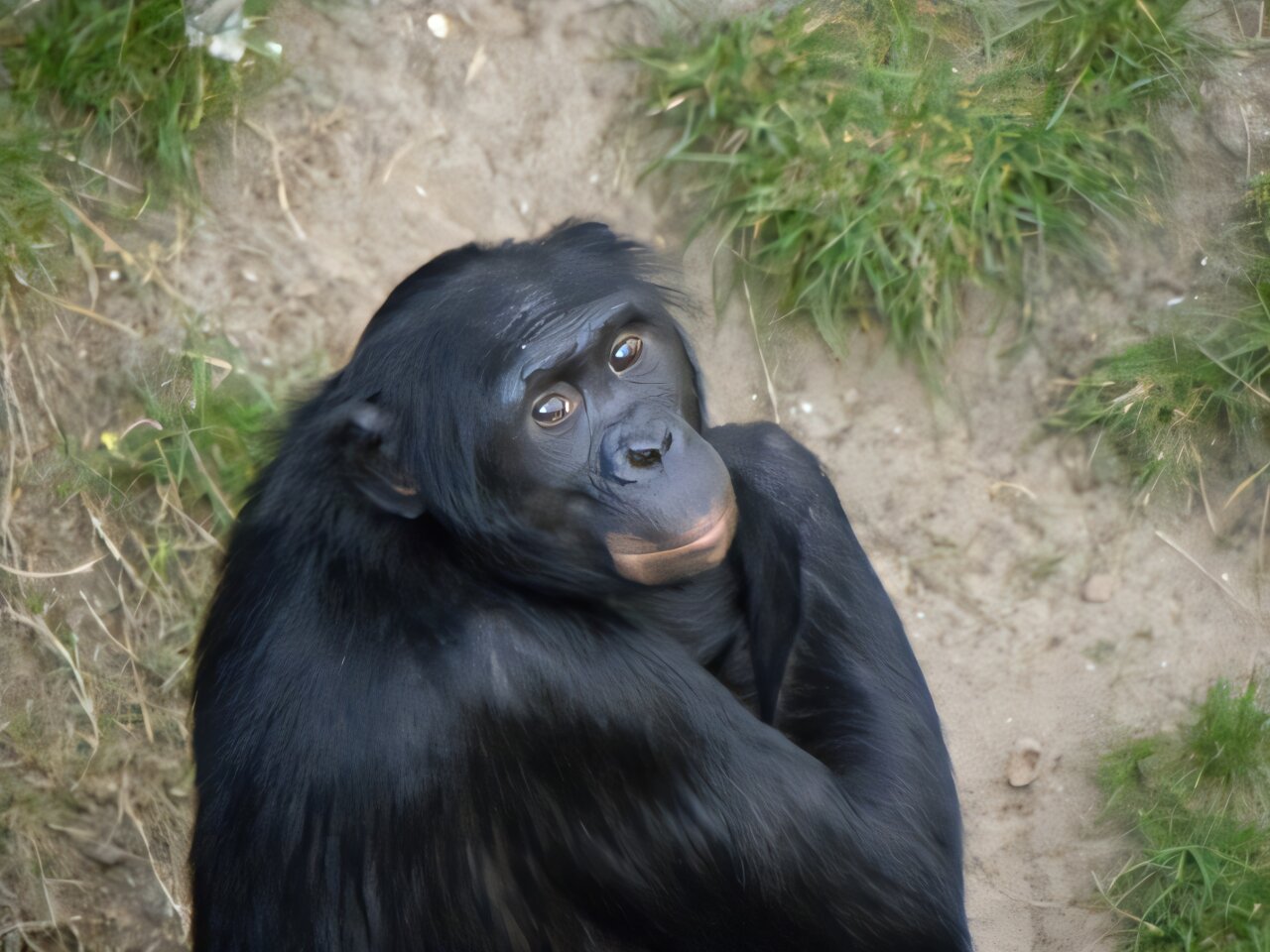 Great ape laughter may trace back 15 million years