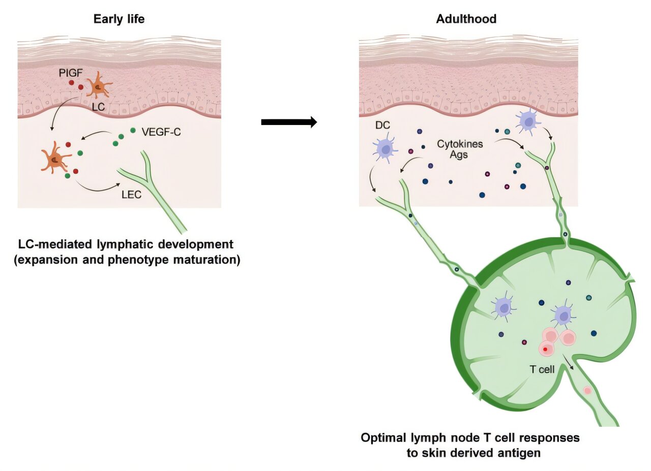 Skin immune cells in infancy tied to adult immune function