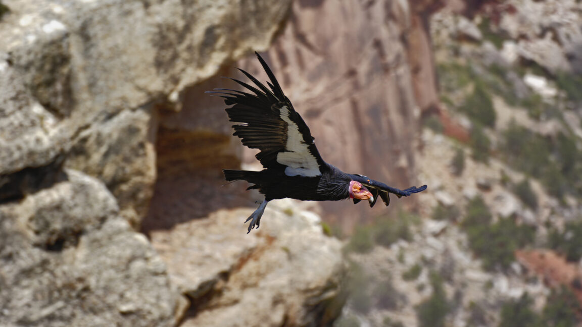 Genome project aims to cover all listed US endangered species
