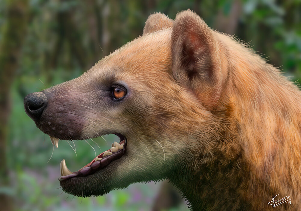 Miocene bear-dog species identified from Catalonia fossils
