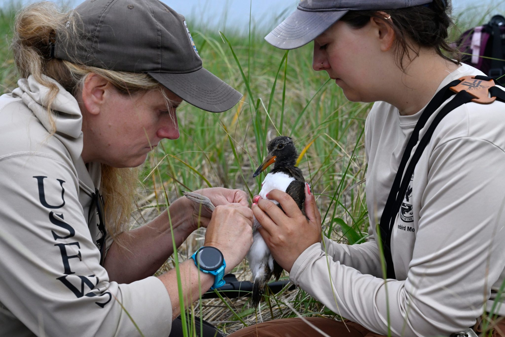 Oystercatcher rebound follows decade of coastal protection work